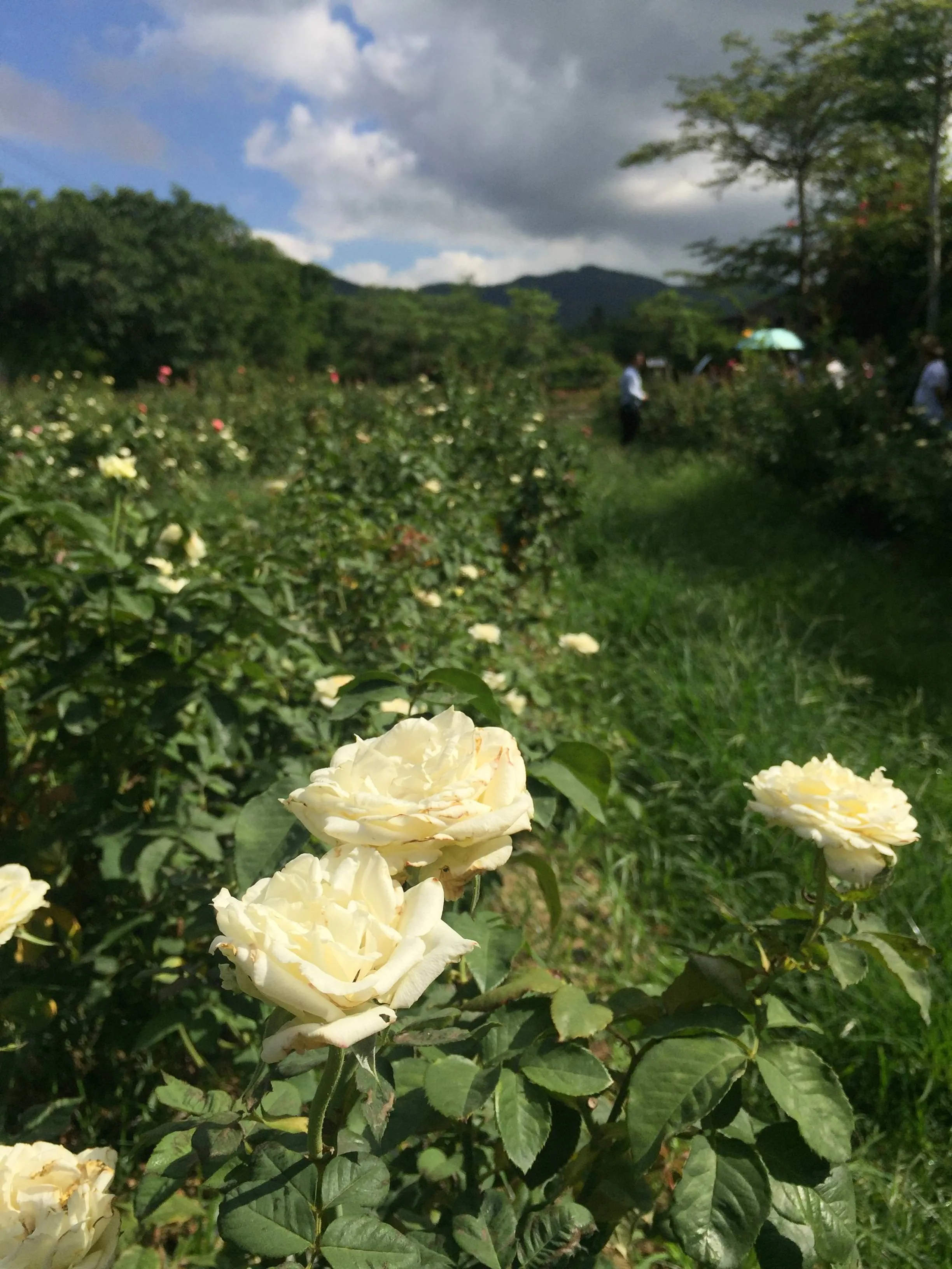白玫瑰